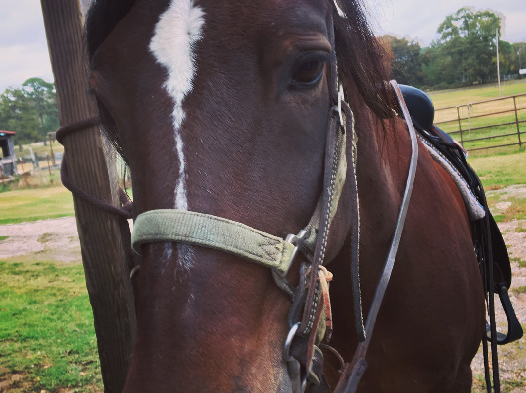 Bar Fifty Guest Ranch主图