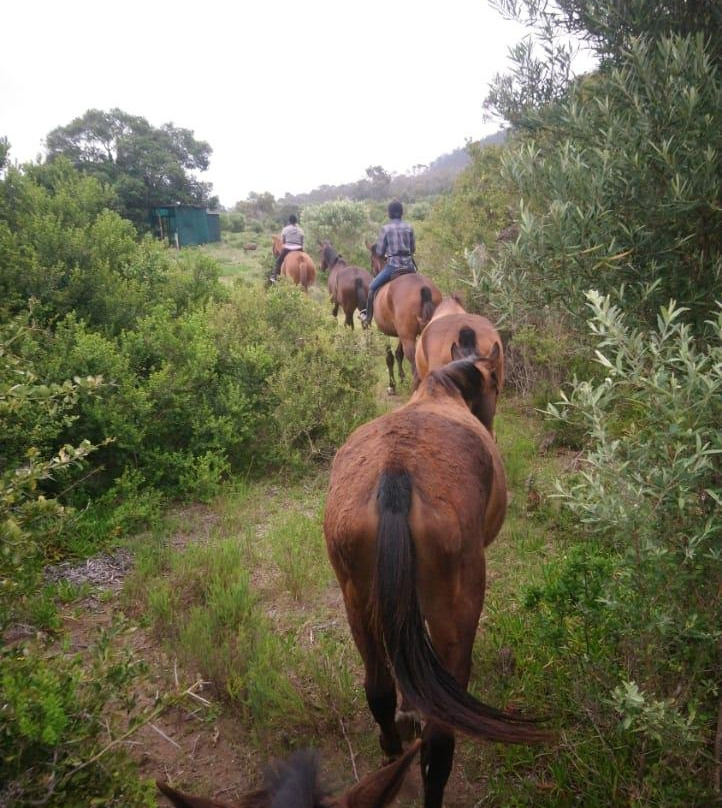 K-Rides Equine Education And Energy Centre景点图片