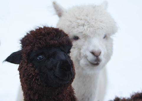 Sainte-Eulalie旅游景点-Alpagas Fibrefine