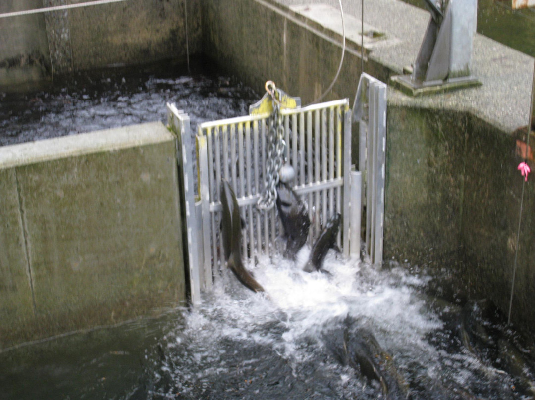 Robertson Creek Fish Hatchery景点图片