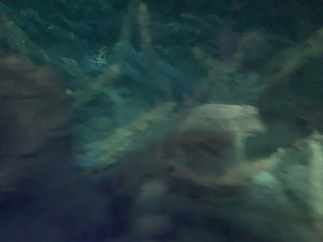 Finding Nemo Submarine Voyage-阿纳海姆必去景点