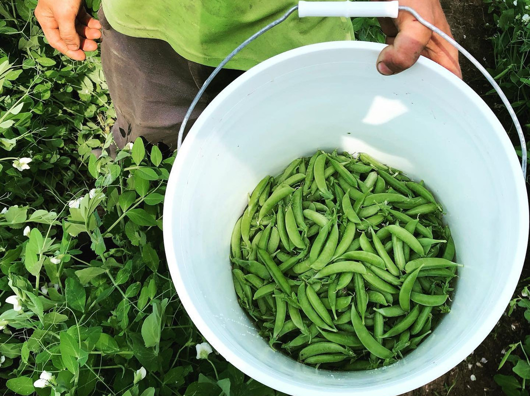 Beans & Greens Farm景点图片