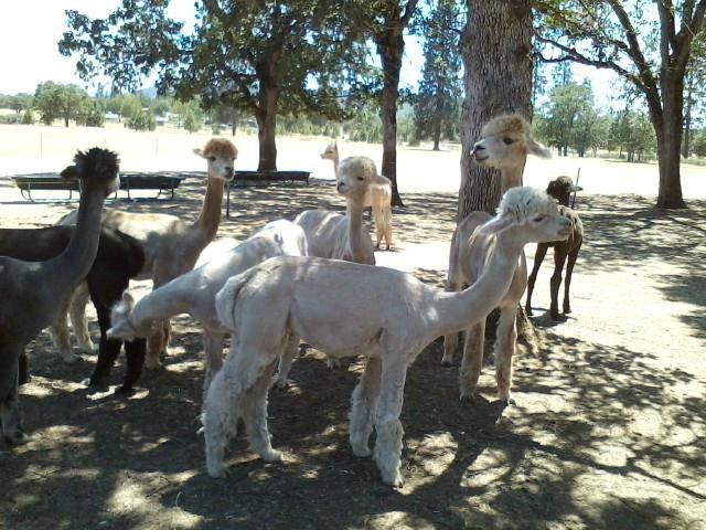 Alpacas at Lone Ranch景点图片
