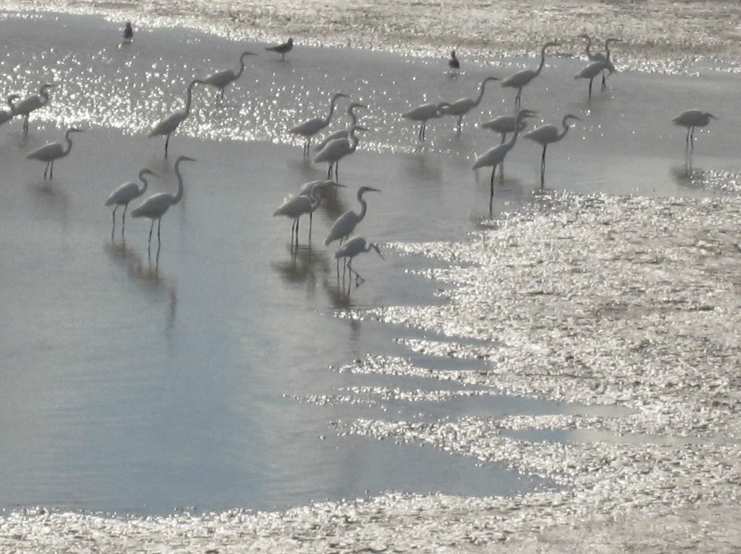 Riverlands Migratory Bird Sanctuary景点图片