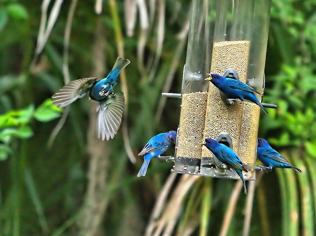 Palmetto旅游景点-Felts Audubon Preserve
