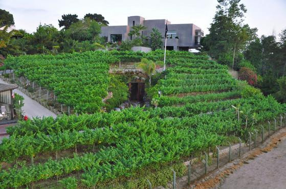 Santa Ana Heights旅游景点-Newport Beach Vineyards and Winery