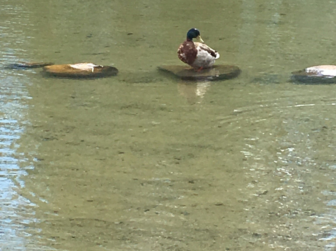 Stanwood旅游景点-Lake Goodwin Community Park