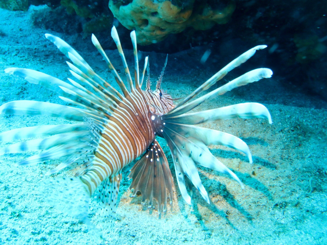 Mediterranean View Diving Center-Agios Nikolaos必去景点