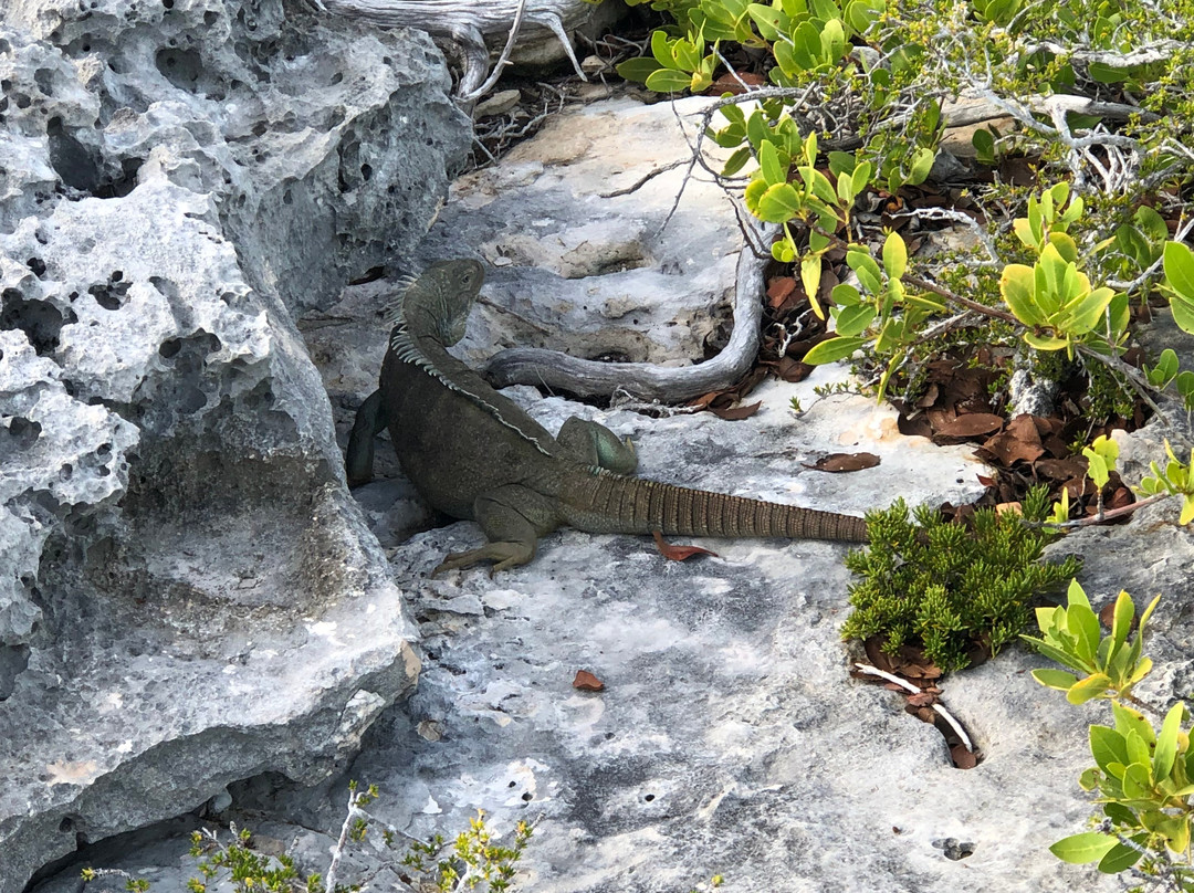 Five Cays Water Sports-普罗维登西亚莱斯必去景点