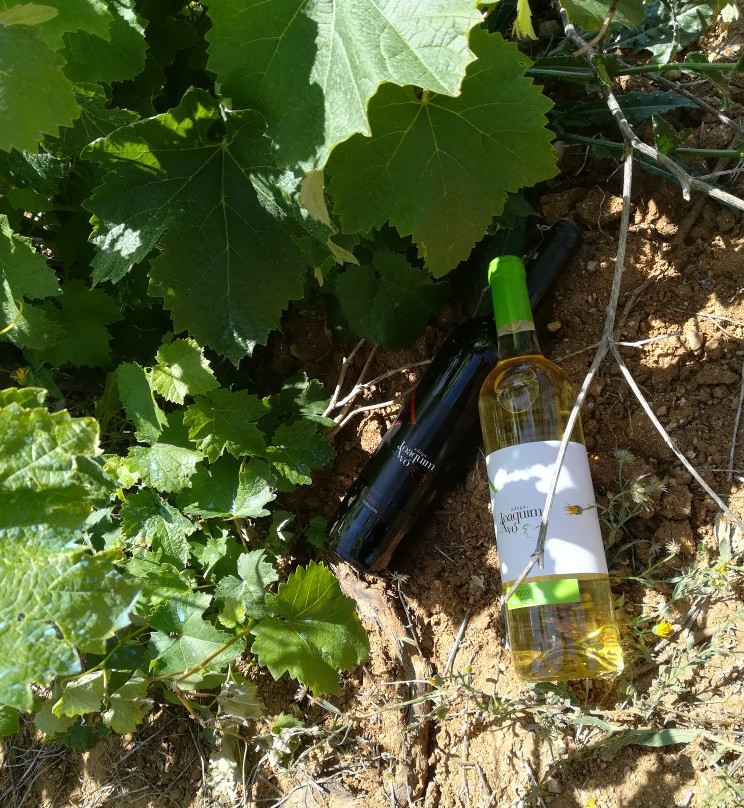 Adega Joaquim d'Avó-Santa Catarina da Serra必去景点