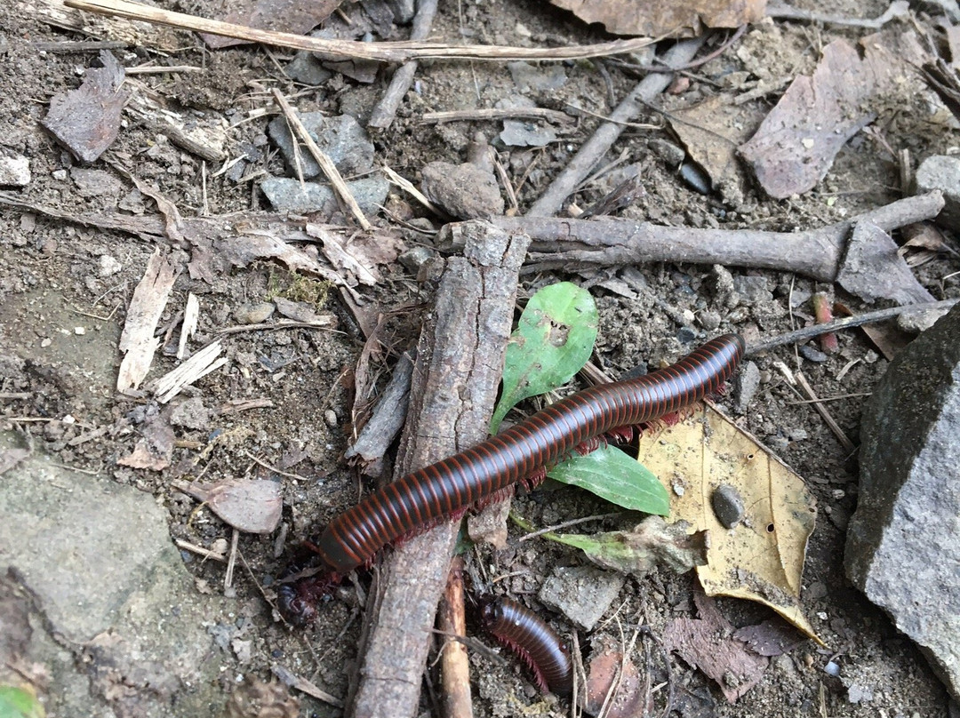 Ferncliff Forest-Rhinebeck必去景点