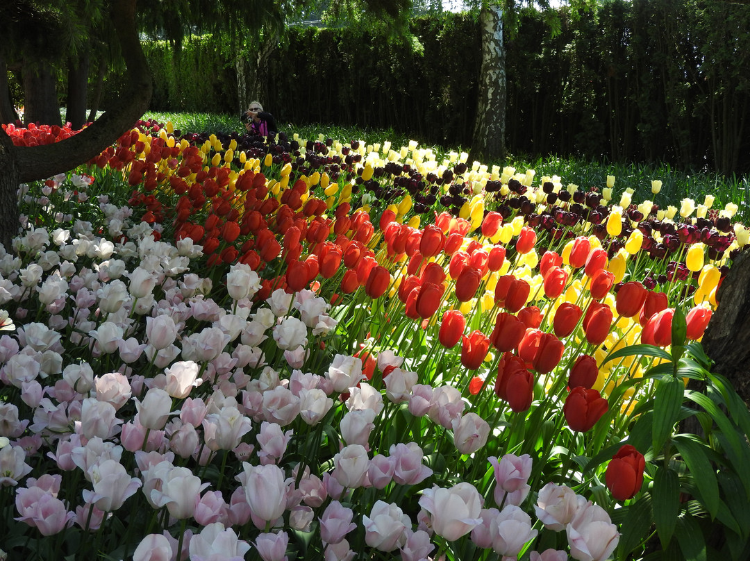 Roozengaarde Display Garden景点图片