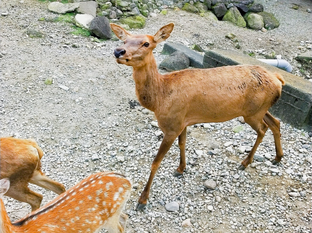 Nasu Safari Park-那须町必去景点