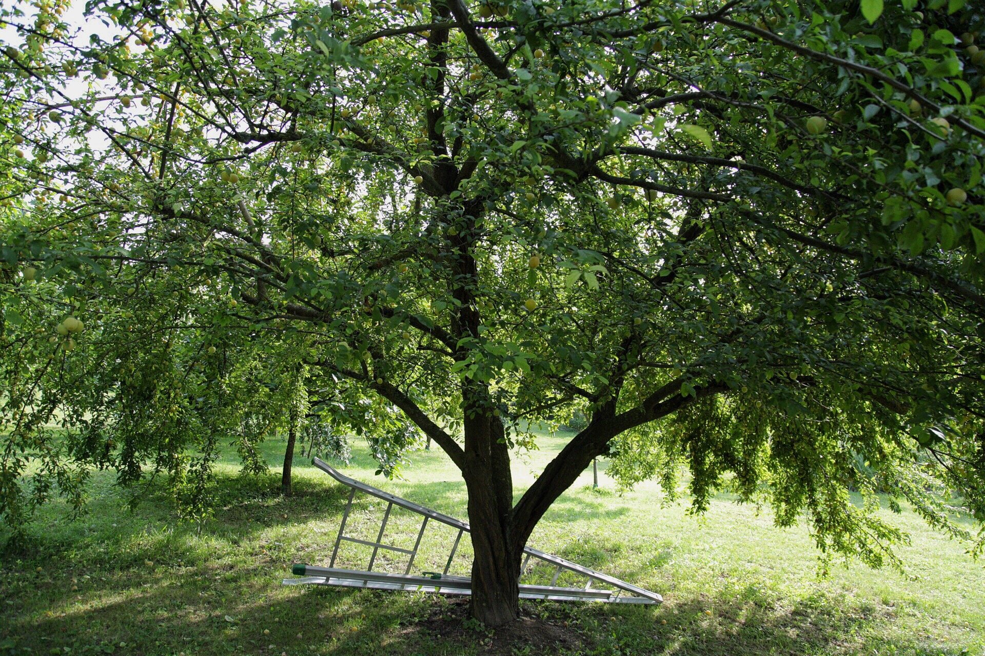 Cascina Arcangelo Raffaele-官方