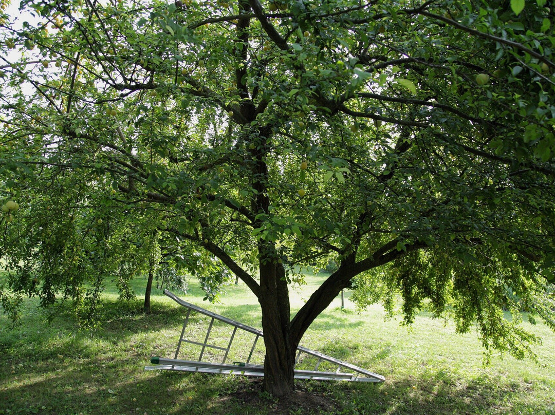 Cascina Arcangelo Raffaele主图