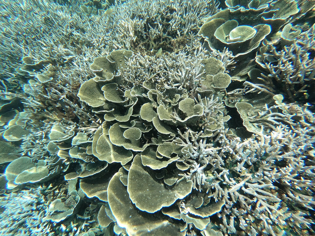 Sangalaki Island景点图片