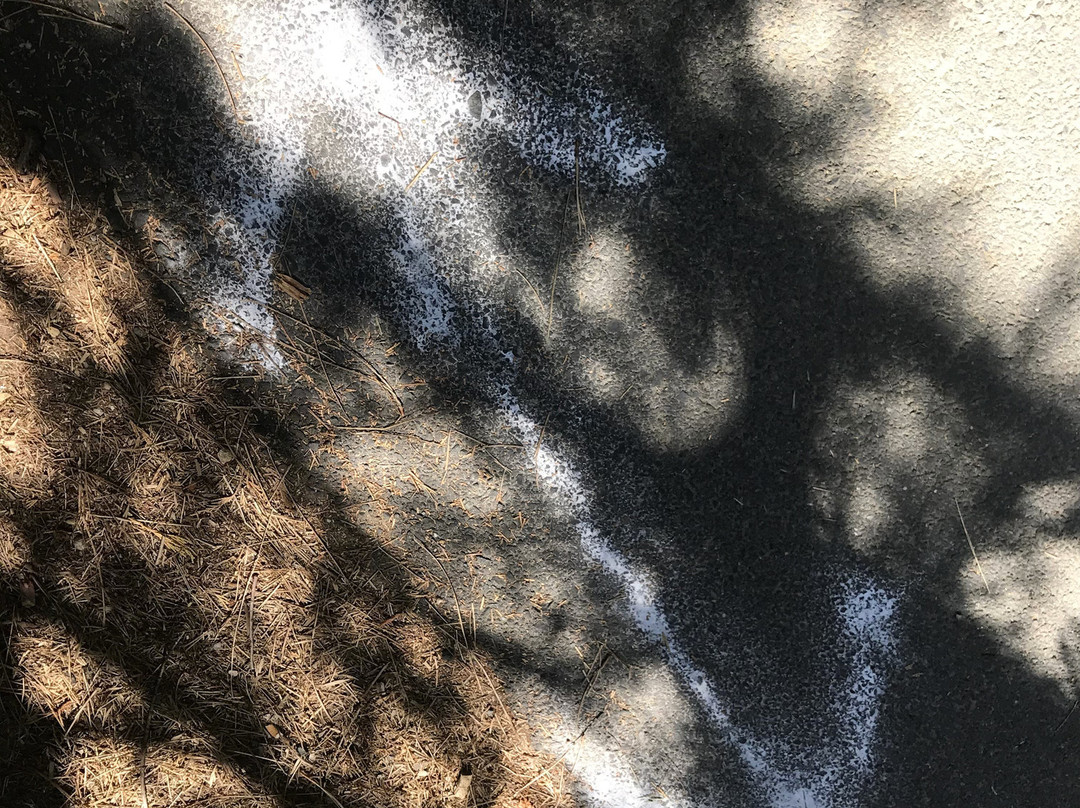 Deer Creek Tribute Trail-Nevada City必去景点