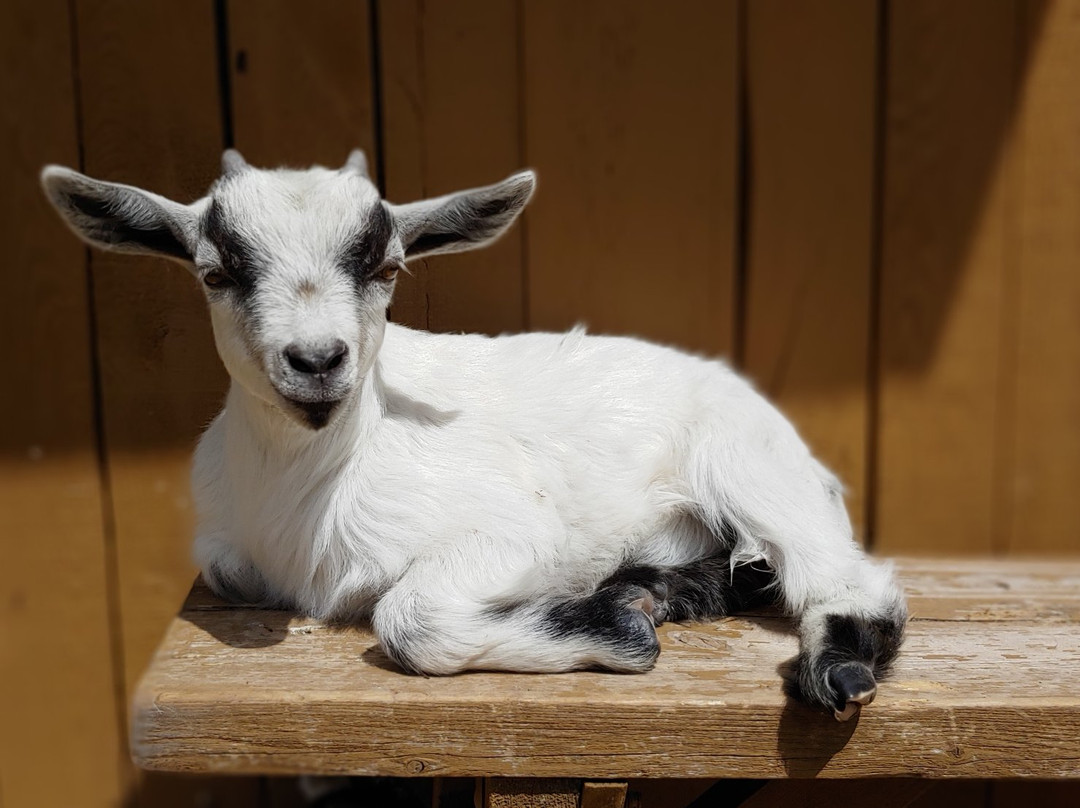 The 10 Acre Woods-Anola必去景点