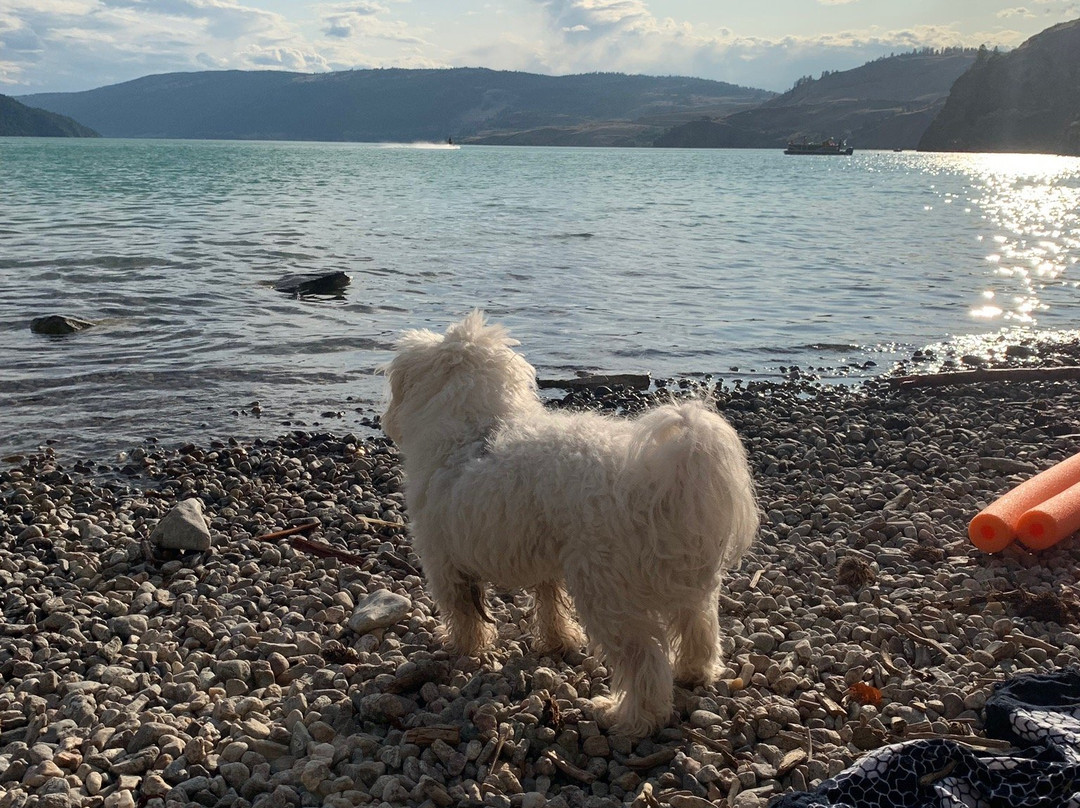 Kalamalka Lake Provincial Park景点图片