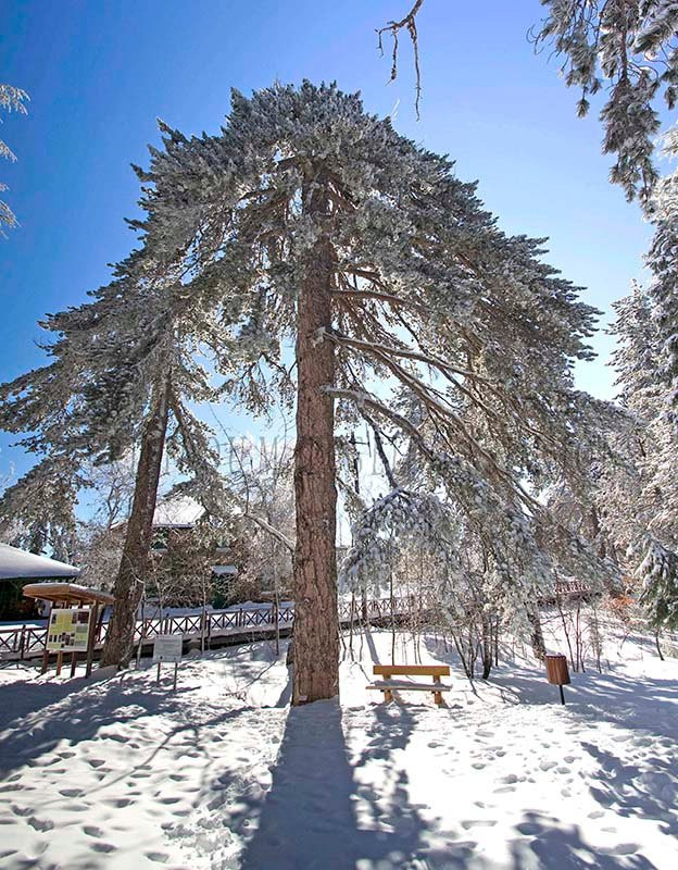 Atalante Nature Trail-特罗多斯必去景点