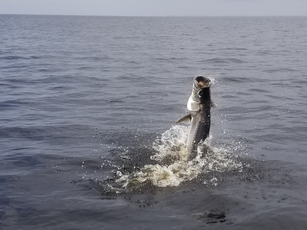 Airborne Outdoors Fishing Charters with Capt. Chris Fanelli景点图片