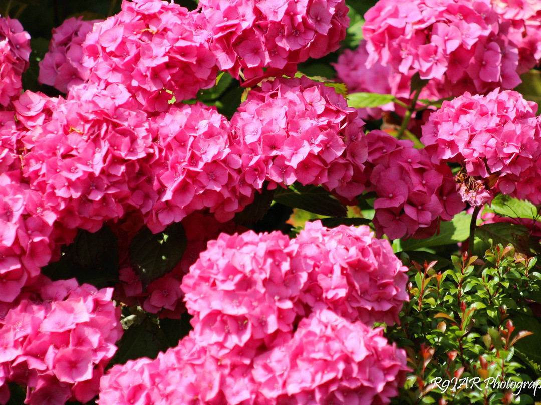 Ornamental Gardens景点图片