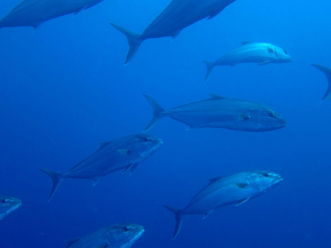 Skopelos Dive Center景点图片