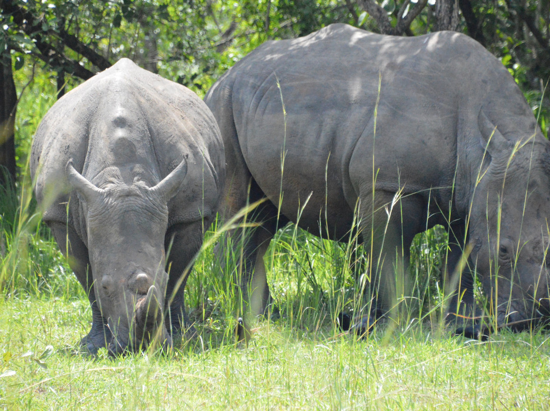 Rhino Fund Uganda景点图片