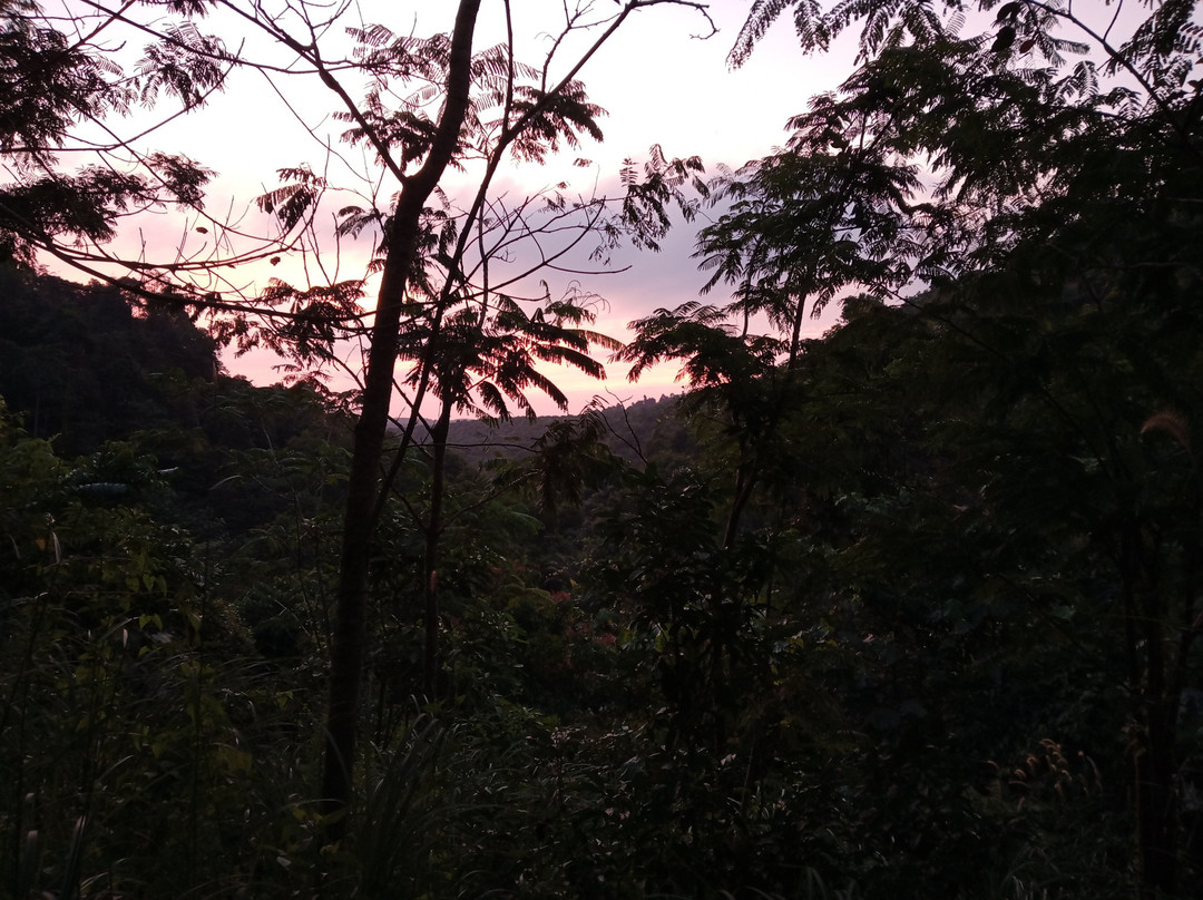 Hiking Trail Bukit Senaling景点图片