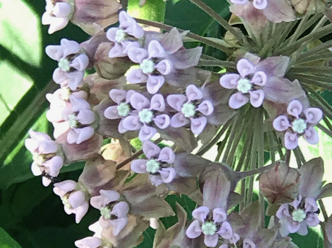 Volo Bog State Natural Area-Ingleside必去景点
