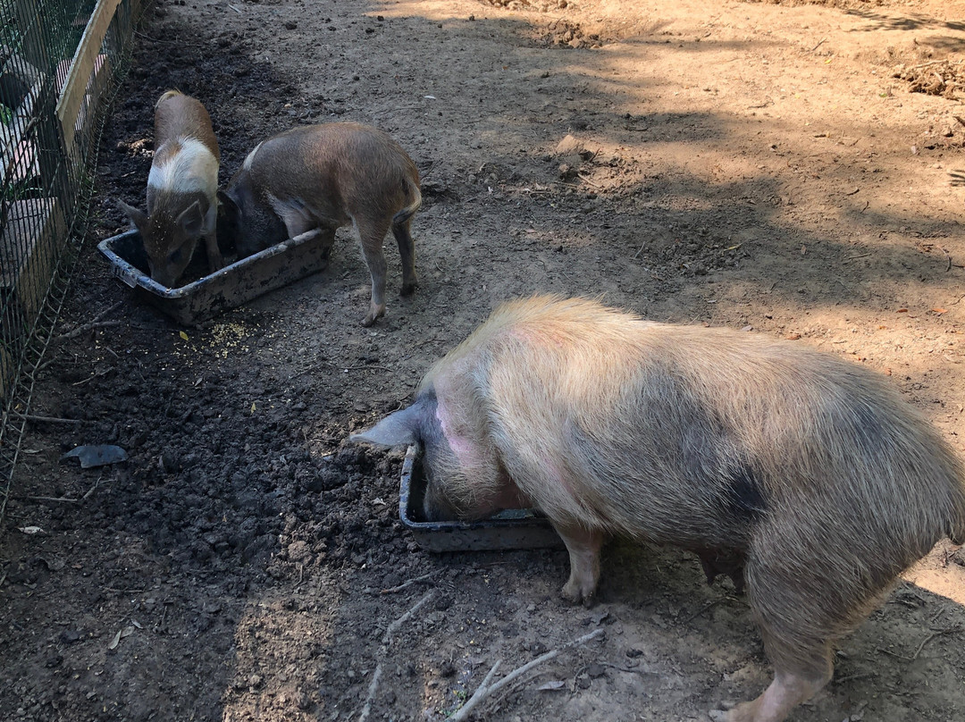 La Ferme à Roulettes景点图片
