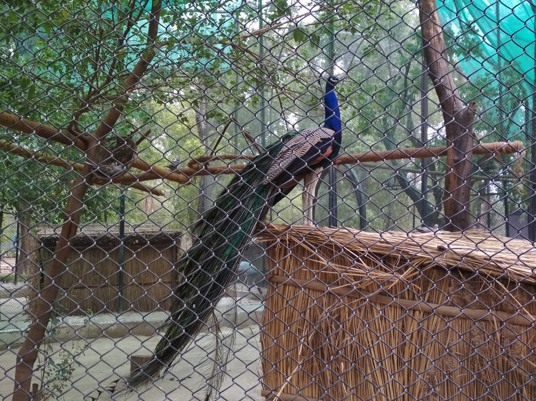 ChhattBir Zoo-Panchkula必去景点