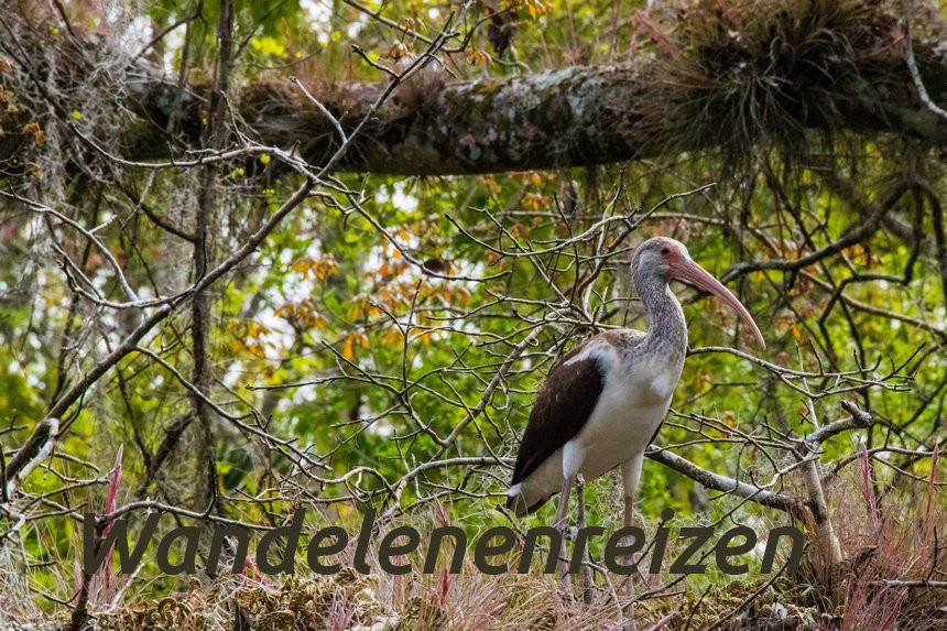 Lower Wekiva River State Preserve-桑福德必去景点