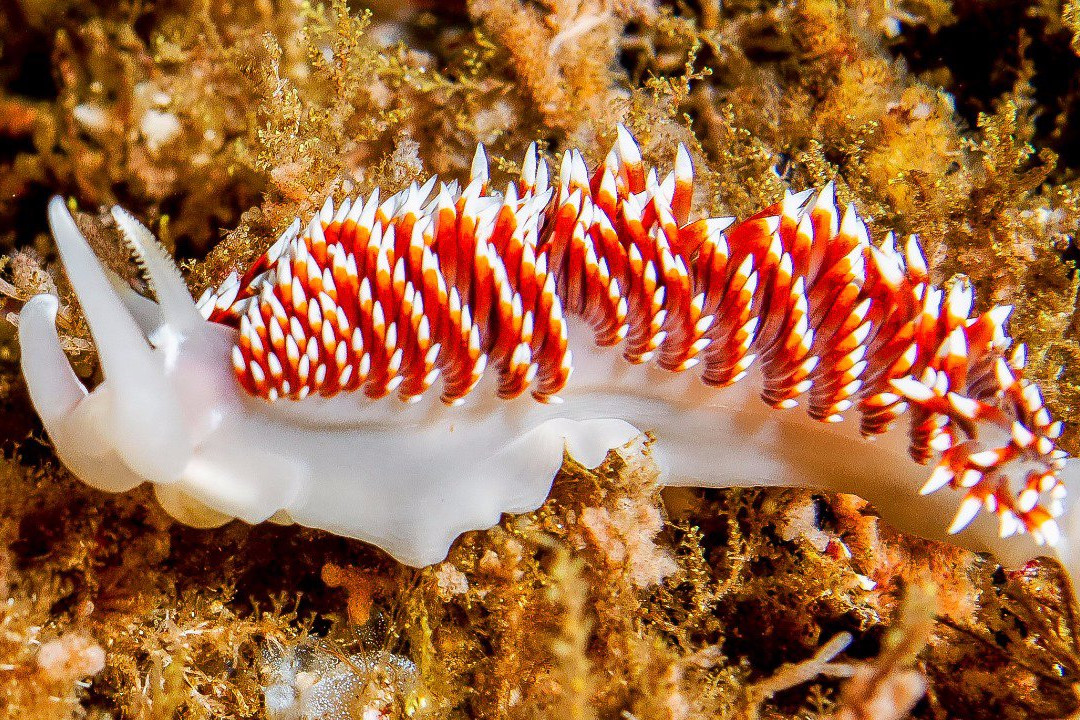 Scuba Adventure-Los Molles必去景点