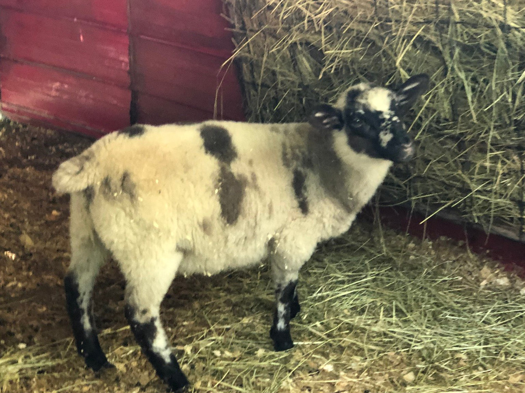 Au Pays Des Merveilles-Sainte-Adele必去景点