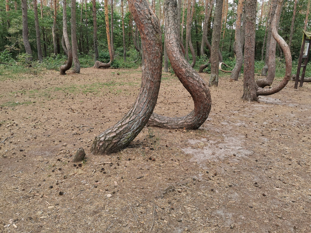 Crooked Forest景点图片