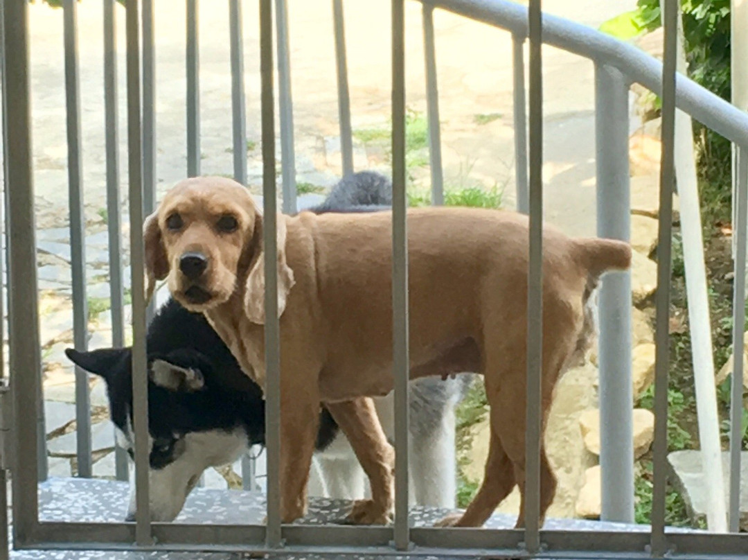 Giorgi's Homestay主图