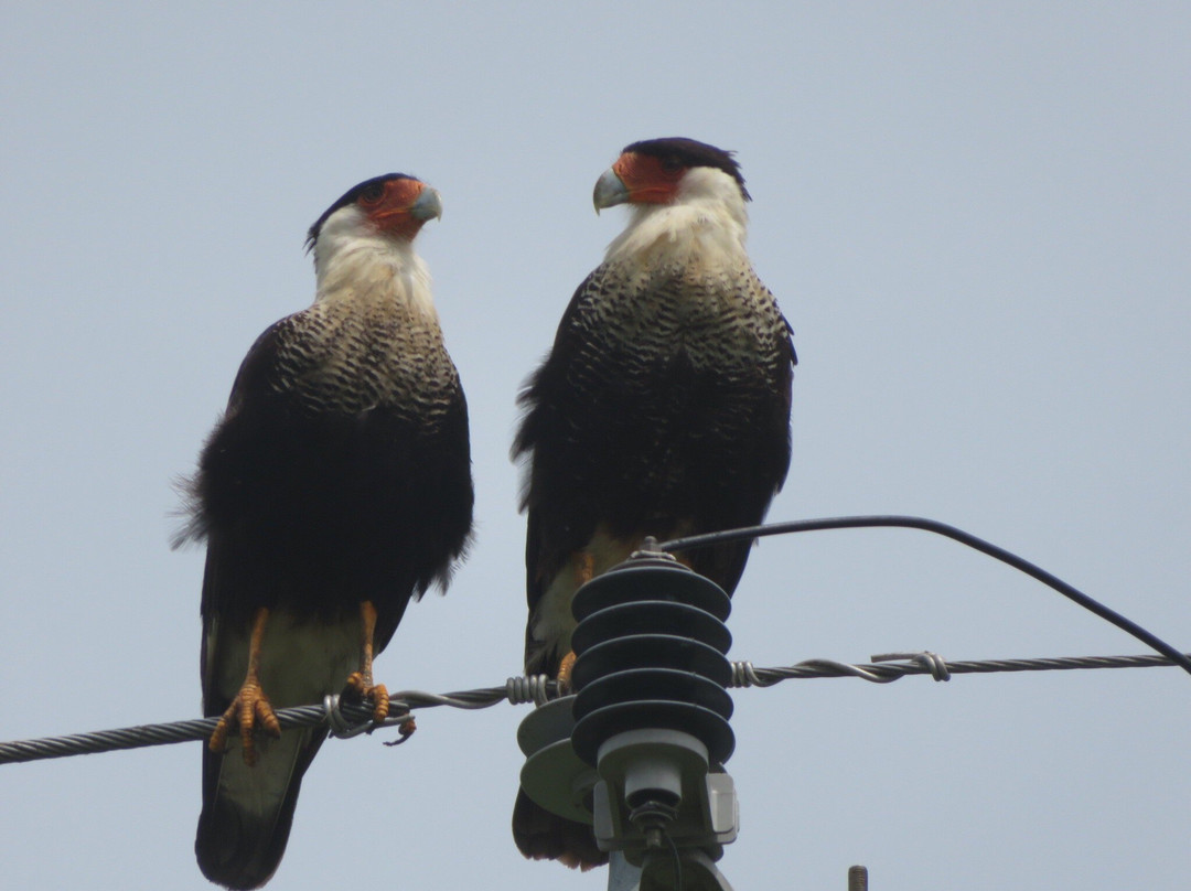 King Ranch-Kingsville必去景点