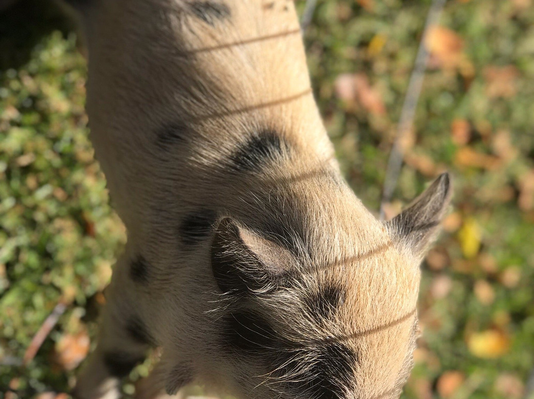 Lahaina Animal Farm景点图片