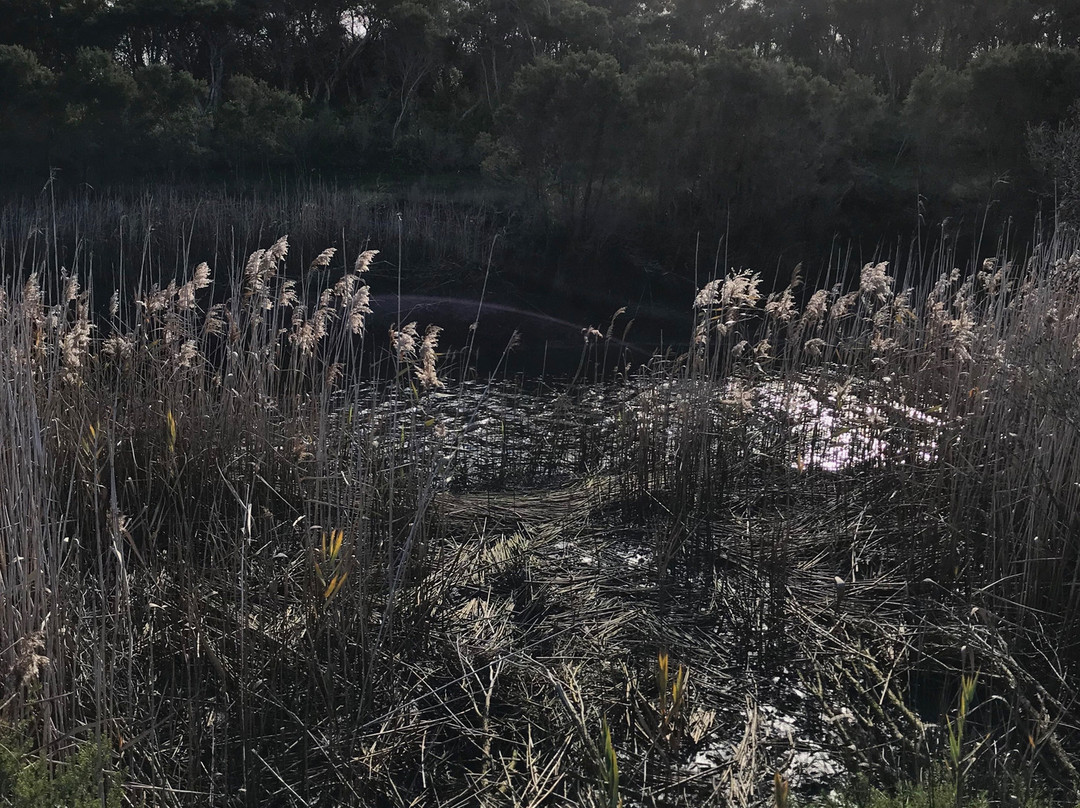 Koo Wee Rup Swamp Lookout Tower-Koo-Wee-Rup必去景点
