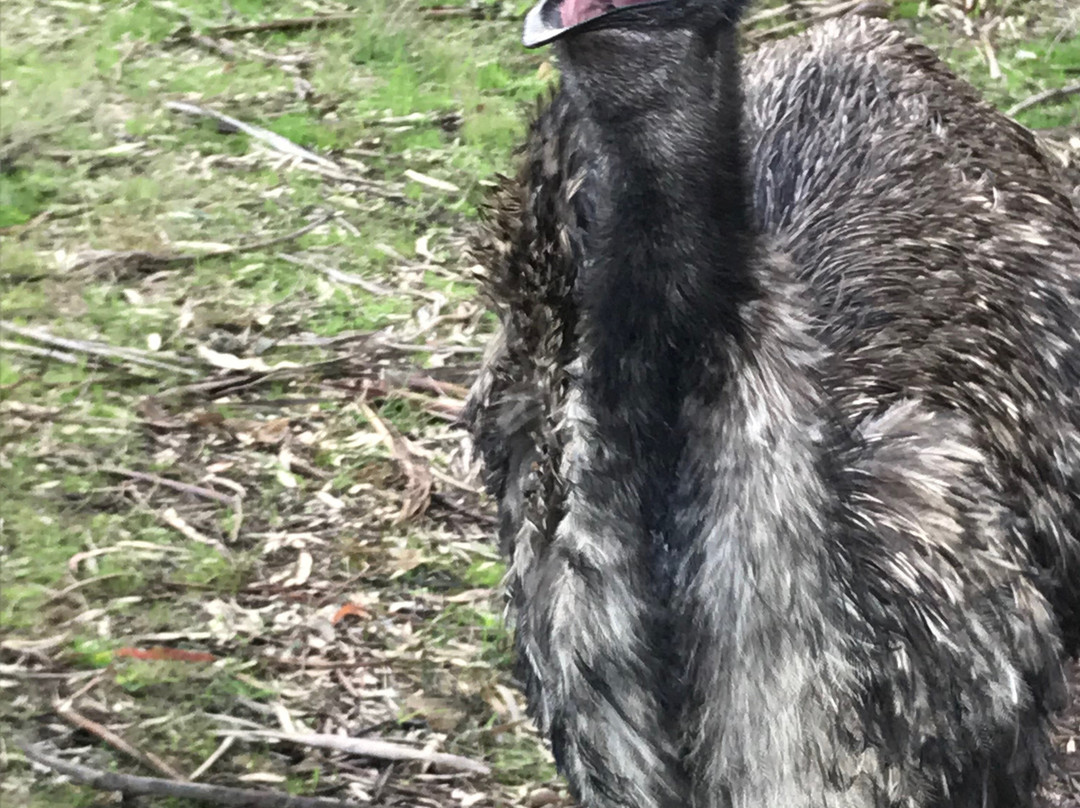 Bayles Fauna Reserve-Koo-Wee-Rup必去景点