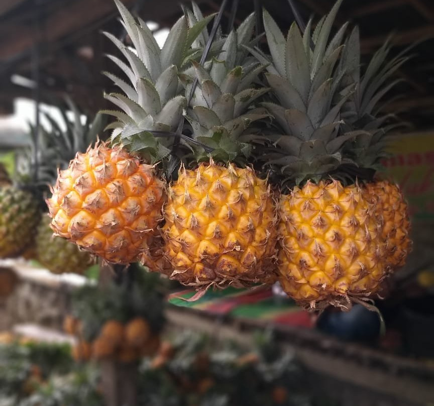 Nanas Madu Pemalang景点图片