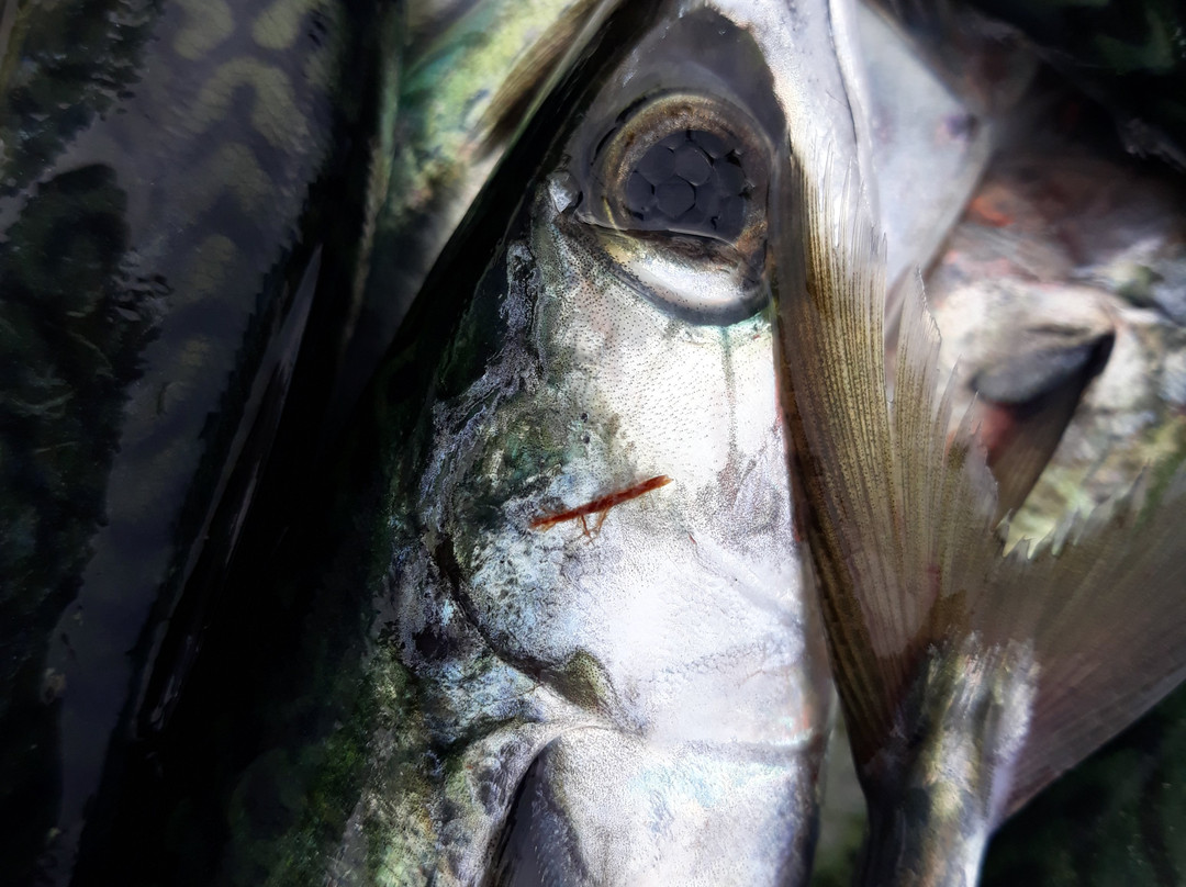 Adelfio Conserve Marzamemi-Marzamemi必去景点