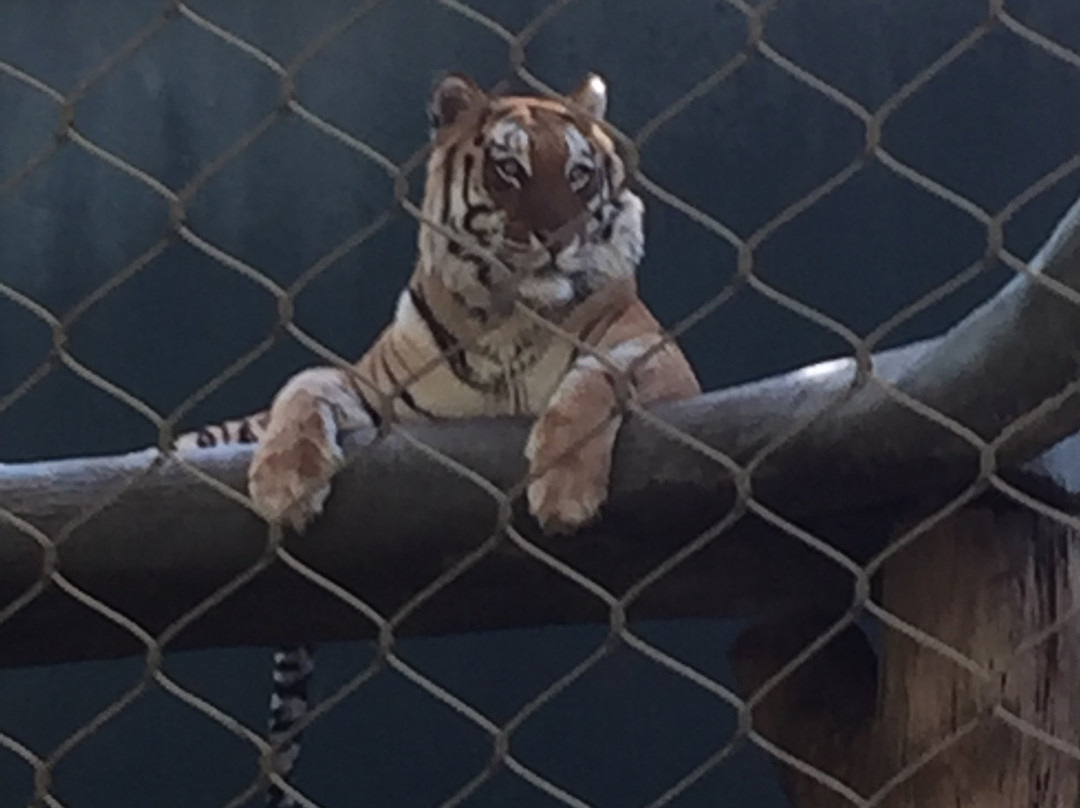 休士顿动物园-休斯顿必去景点