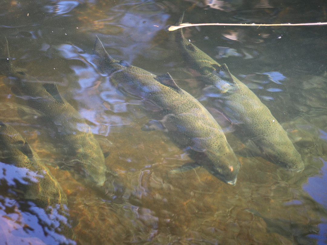 Salmon Ponds Heritage Hatchery and Gardens景点图片