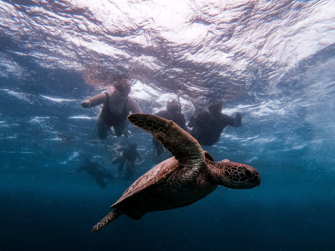 Aroa Marine Reserve-拉罗汤加必去景点