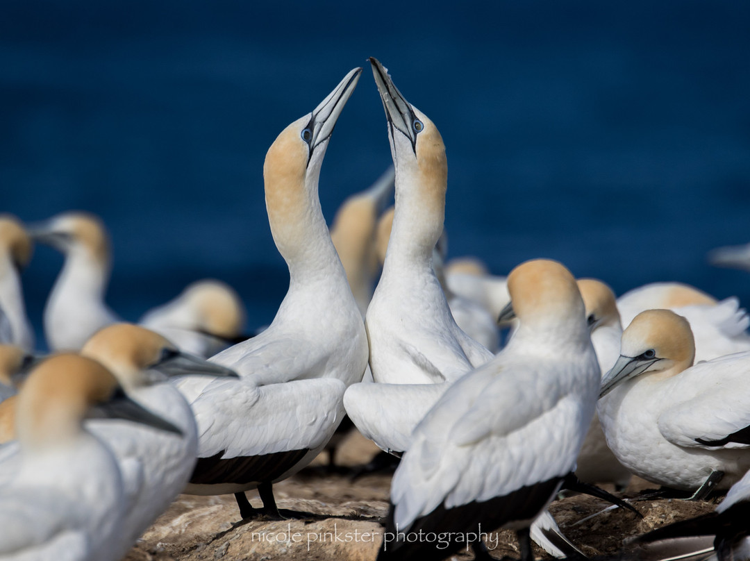 波特兰旅游景点-Point Danger Gannet Colony