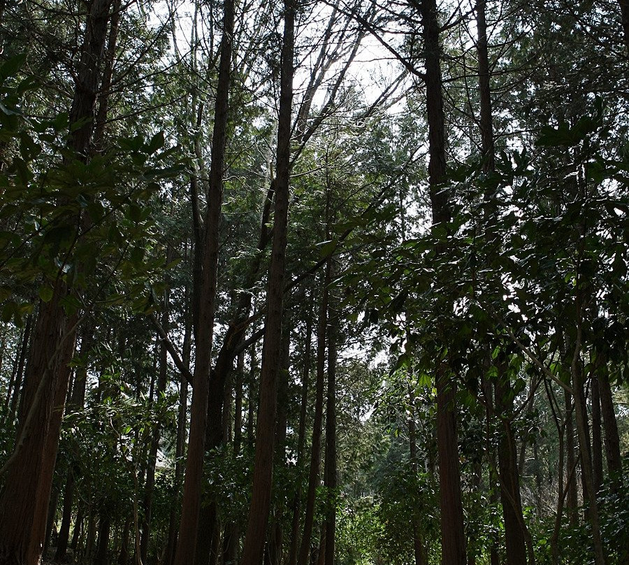 Wood Land-长兴郡必去景点