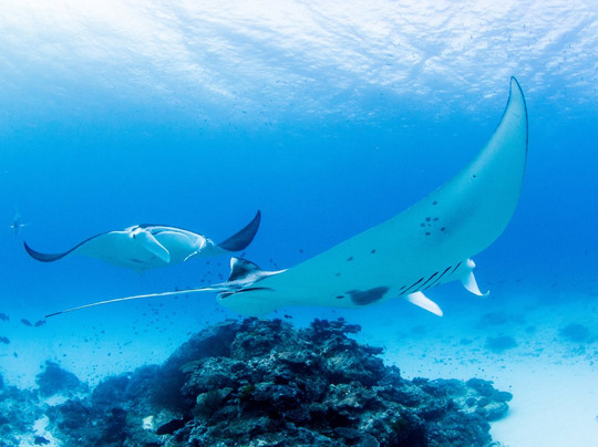 Lady Elliot Island Dive Shop-埃里奥特夫人岛必去景点