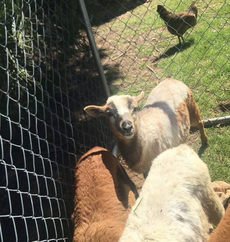 American Legend Mustang-奥海必去景点